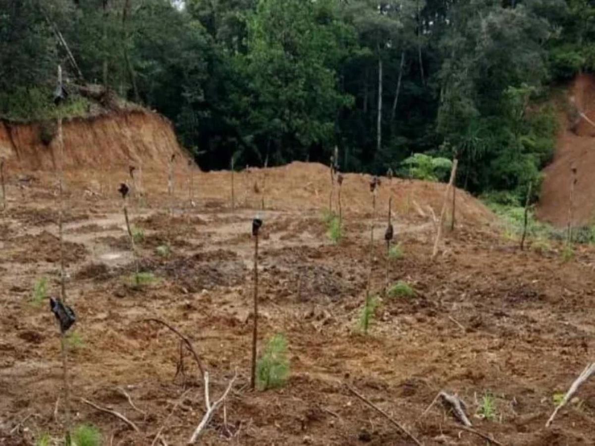 Dugaan Perambahan Hutan Lindung di Malino Diselidiki Polres Gowa, Delapan Orang Jadi Saksi